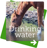 BioVitall Powder for drinking water
