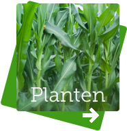 BioVitall voor planten