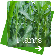 BioVitall Powder for plants